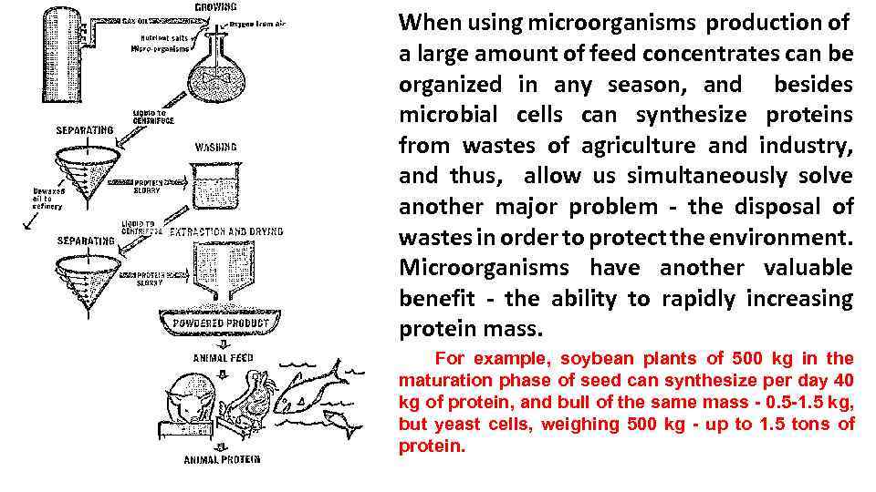 When using microorganisms production of a large amount of feed concentrates can be organized