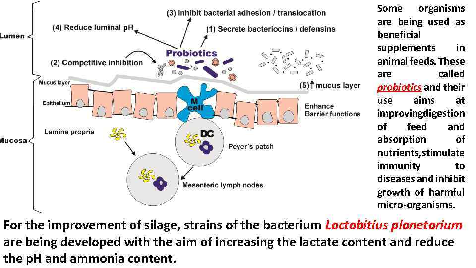 Some organisms are being used as beneficial supplements in animal feeds. These are called