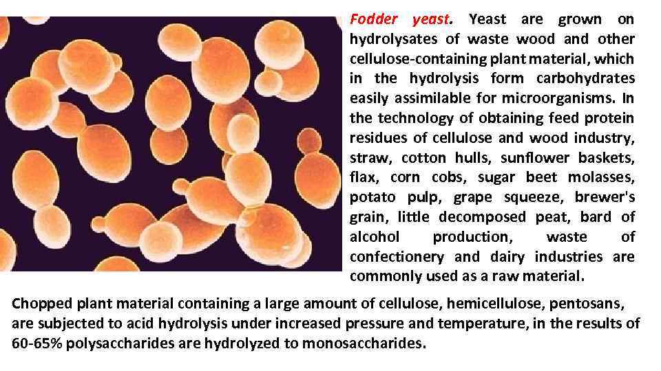 Fodder yeast. Yeast are grown on hydrolysates of waste wood and other cellulose-containing plant