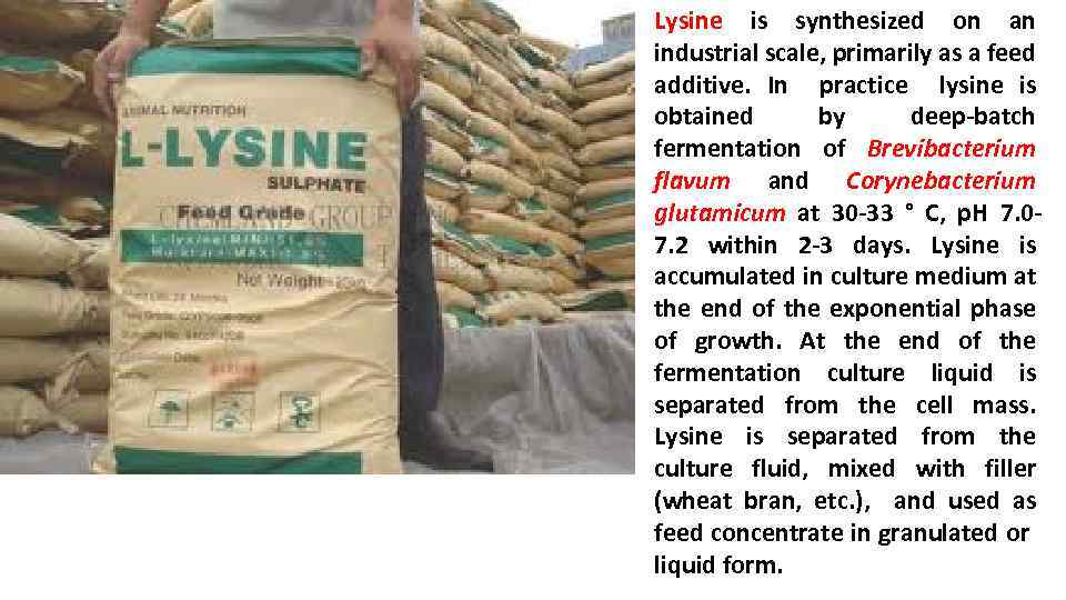 Lysine is synthesized on an industrial scale, primarily as a feed additive. In practice