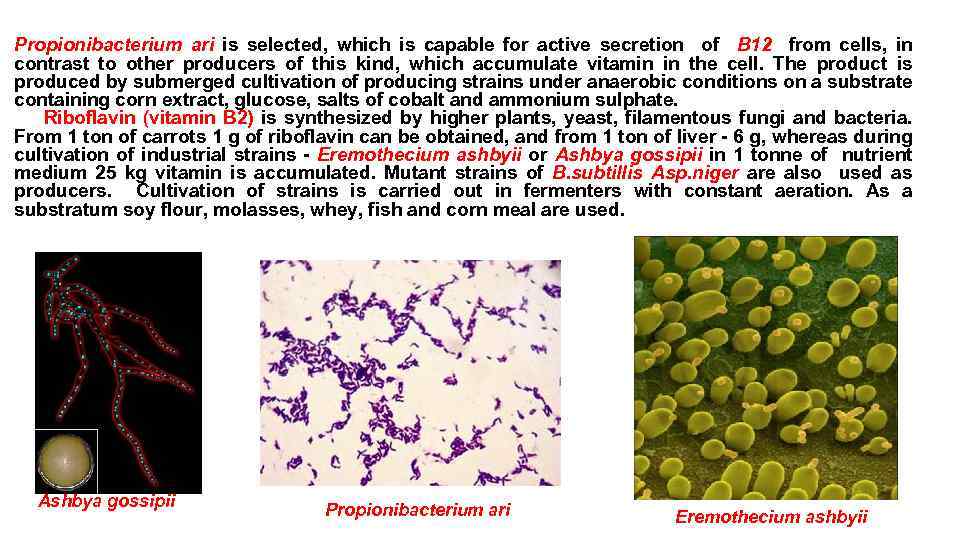 Propionibacterium ari is selected, which is capable for active secretion of B 12 from