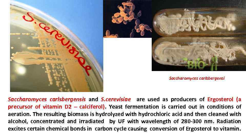 Saccharomyces carlsbergensis and S. cerevisiae are used as producers of Ergosterol (a precursor of