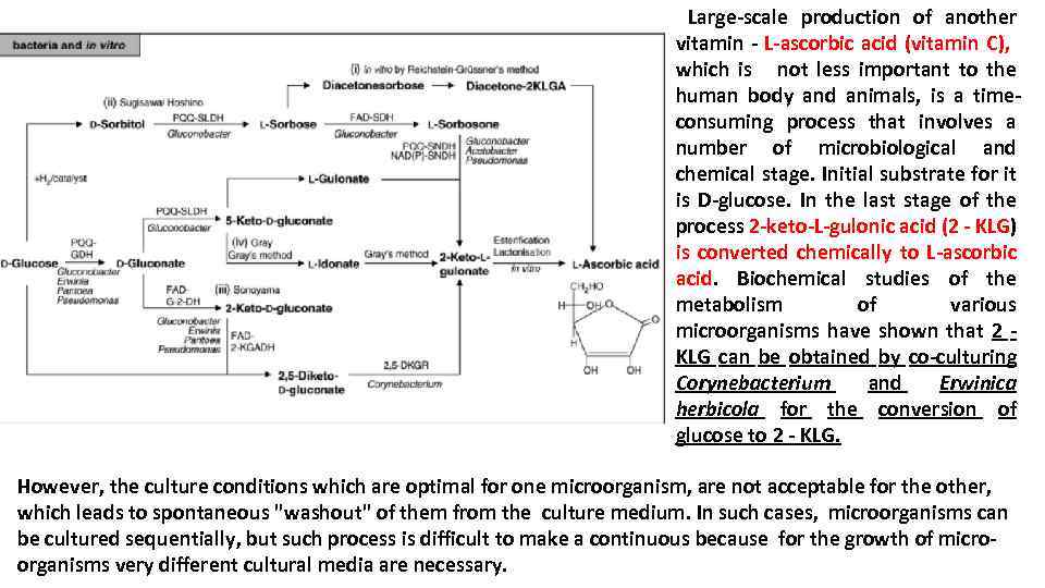  Large-scale production of another vitamin - L-ascorbic acid (vitamin C), which is not