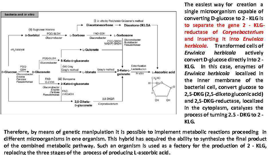 The easiest way for creation a single microorganism capable of converting D-glucose to 2