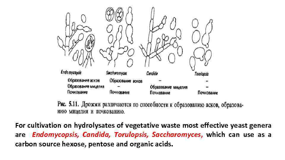 For cultivation on hydrolysates of vegetative waste most effective yeast genera are Endomycopsis, Candida,