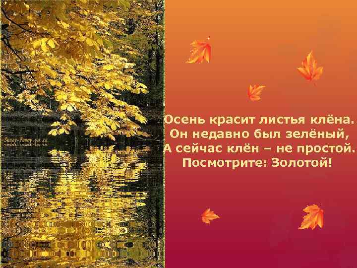  Осень красит листья клёна. Он недавно был зелёный, А сейчас клён – не