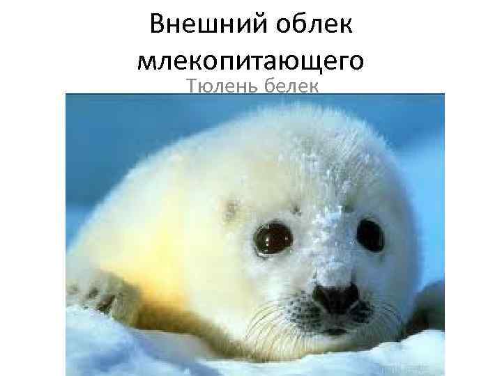 Внешний облек млекопитающего Тюлень белек 