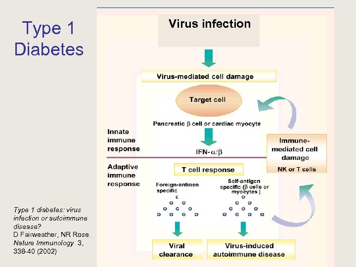Type 1 Diabetes Virus infection Type 1 diabetes: virus infection or autoimmune disease? D