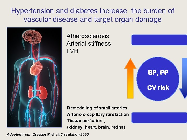 Hypertension and diabetes increase the burden of vascular disease and target organ damage Atherosclerosis