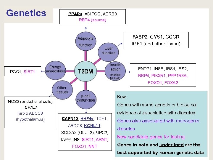 Genetics PPARγ, ADIPOQ, ADRB 3 RBP 4 (source) Genetic predisposition FABP 2, GYS 1,