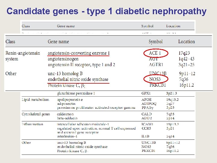 Candidate genes - type 1 diabetic nephropathy 