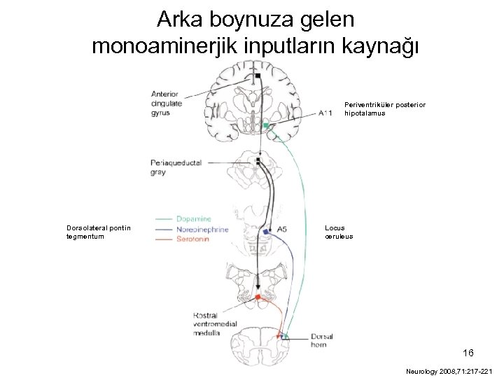 Arka boynuza gelen monoaminerjik inputların kaynağı Periventriküler posterior hipotalamus Dorsolateral pontin tegmentum Locus ceruleus