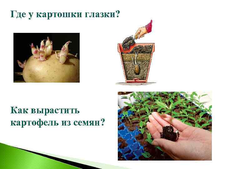 Где у картошки глазки? Как вырастить картофель из семян? 