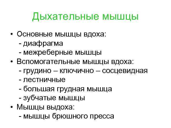 Дыхательные мышцы • Основные мышцы вдоха: - диафрагма - межреберные мышцы • Вспомогательные мышцы