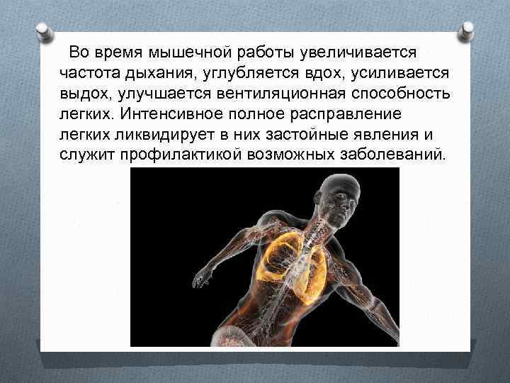  Во время мышечной работы увеличивается частота дыхания, углубляется вдох, усиливается выдох, улучшается вентиляционная