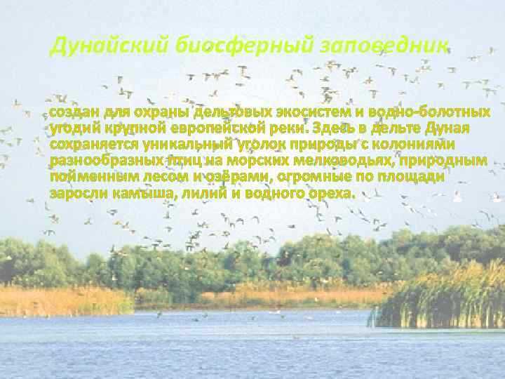 Дунайский биосферный заповедник - создан для охраны дельтовых экосистем и водно-болотных угодий крупной европейской