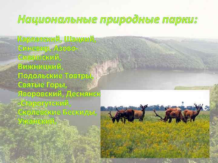 Национальные природные парки: Карпатский, Шацкий, Синевир, Азово. Сивашский, Вижницкий, Подольские Товтры, Святые Горы, Яворовский,