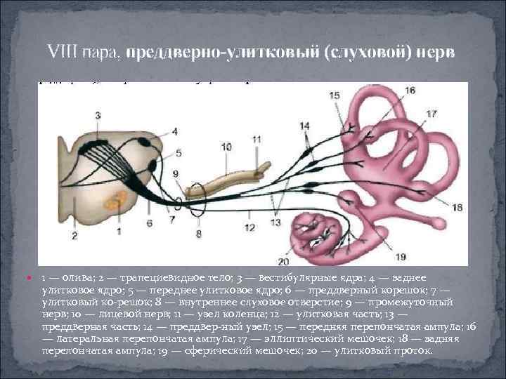 VIII пара, преддверно-улитковый (слуховой) нерв 1 — олива; 2 — трапециевидное тело; 3 —