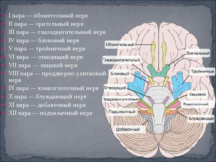  I пара — обонятельный нерв II пара — зрительный нерв III пара —