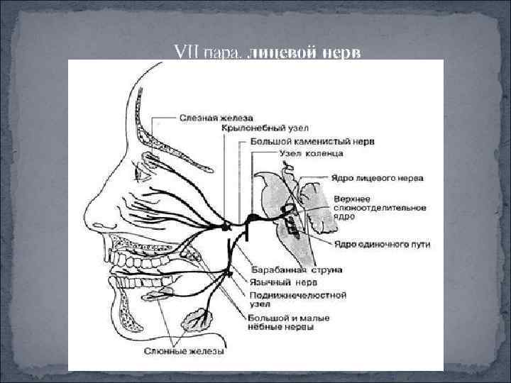VII пара, лицевой нерв 