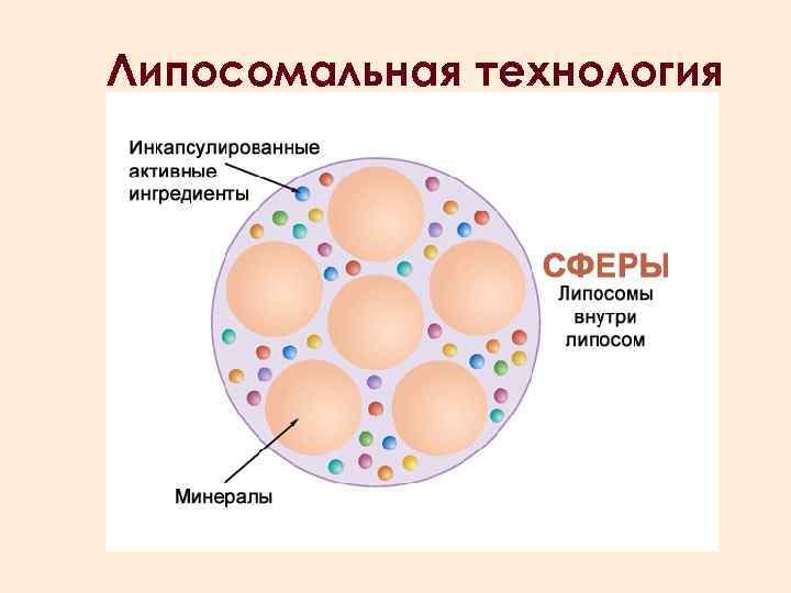 Липосомальное железо. Липосомальные технологии. Липосомальная технология. Липосомальные формы. Коллаген липосомальный.