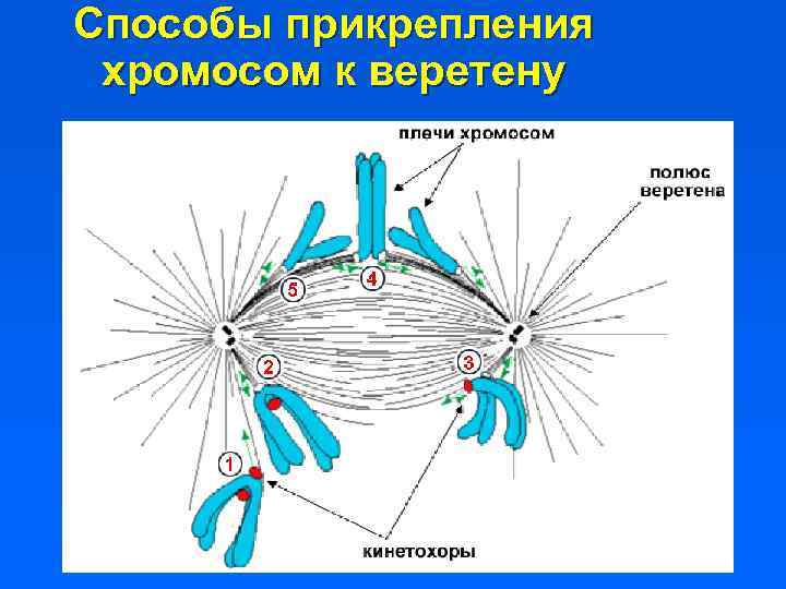 Веретено деления функция. Нити веретена деления прикрепляются к хромосомам. Кинетохоры. Крепление нитей веретена деления к хромосоме. Трубочки веретена деления прикрепляются к хромосомам.