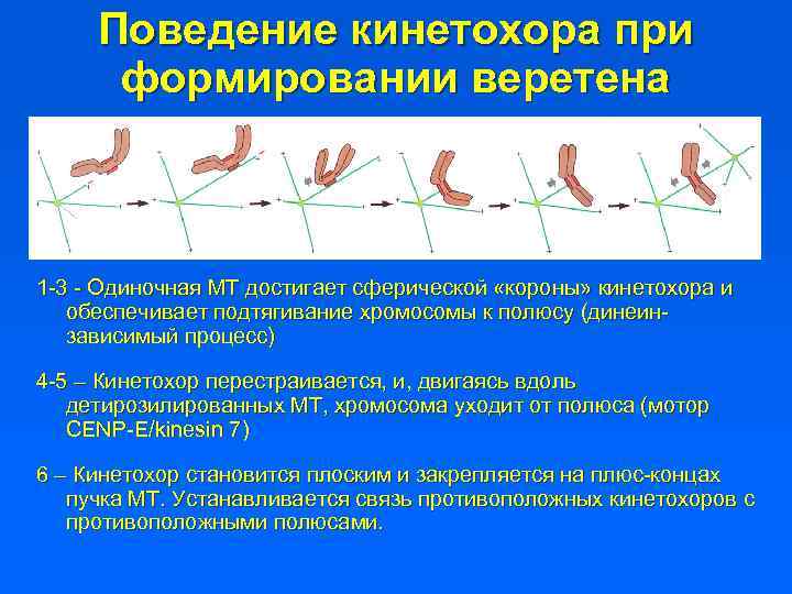 Поведение кинетохора при формировании веретена 1 -3 - Одиночная МТ достигает сферической «короны» кинетохора
