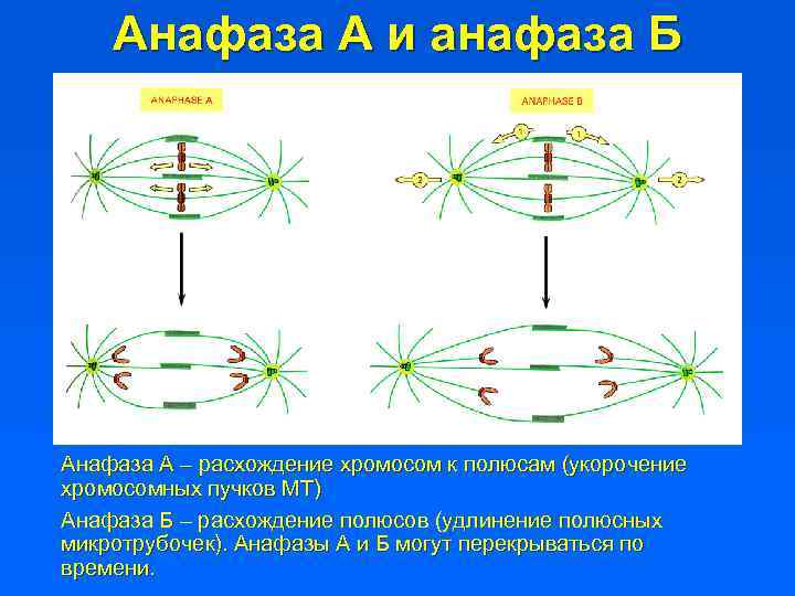 Расхождение хромосом к полюсам. Анафаза а и анафаза б. Расхождение хромосом в анафазе. Расхождение полюсов в анафазе. Анафаза митоза.