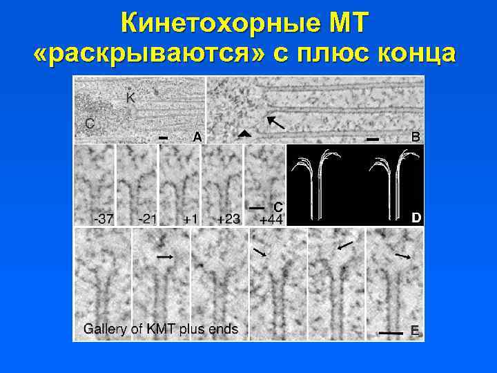 Кинетохорные МТ «раскрываются» с плюс конца 