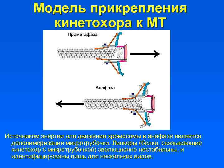 Модель прикрепления кинетохора к МТ Источником энергии для движения хромосомы в анафазе является деполимеризация