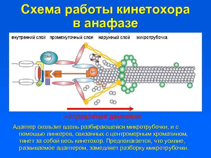 Схема работы кинетохора в анафазе направление движения Адаптер скользит вдоль разбирающейся микротрубочки, и с