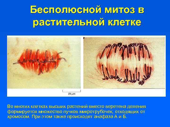 Бесполюсной митоз в растительной клетке Во многих клетках высших растений вместо веретена деления формируется