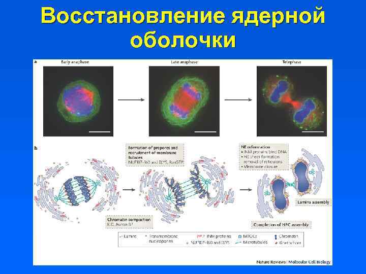 Восстановление ядерной оболочки 