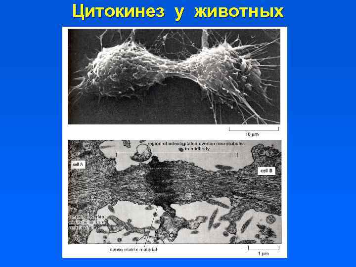 Цитокинез у животных 