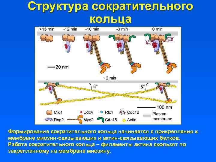 Структура сократительного кольца Формирование сократительного кольца начинается с прикрепления к мембране миозин-связывающих и актин-связывающих