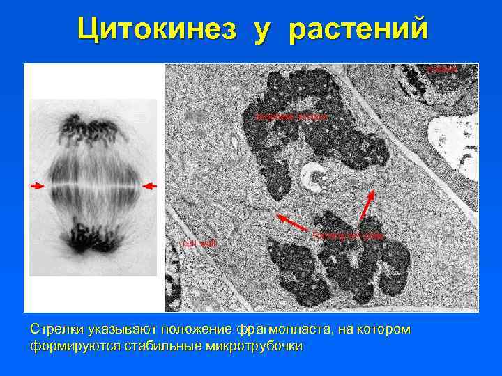 Цитокинез у растений Стрелки указывают положение фрагмопласта, на котором формируются стабильные микротрубочки 