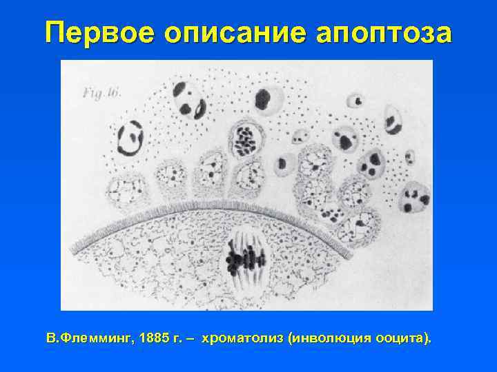 Первое описание апоптоза В. Флемминг, 1885 г. – хроматолиз (инволюция ооцита). 