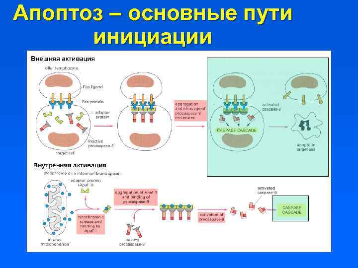Апоптоз – основные пути инициации 