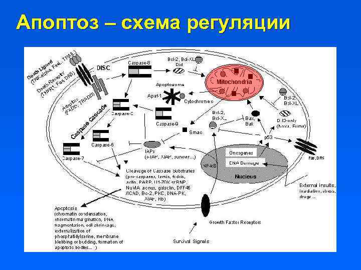 Апоптоз – схема регуляции 