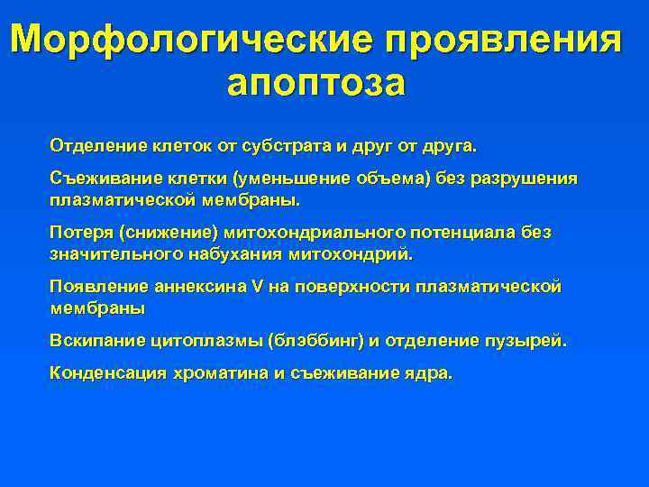 Морфологические проявления апоптоза Отделение клеток от субстрата и друг от друга. Съеживание клетки (уменьшение