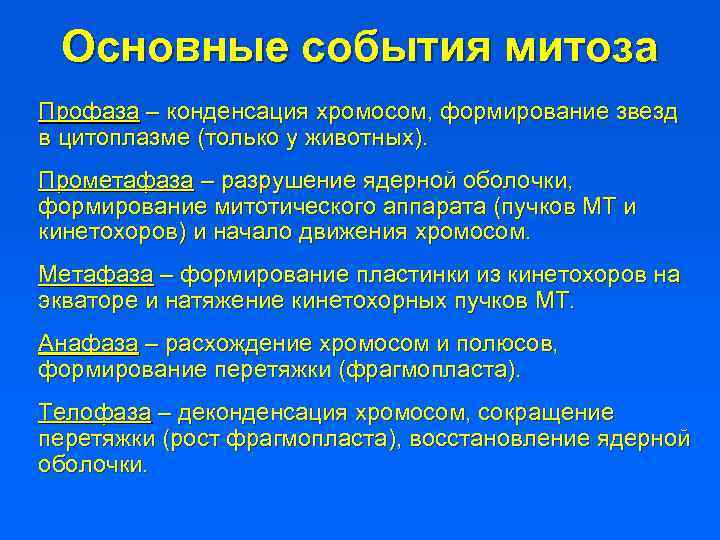 Основные события митоза Профаза – конденсация хромосом, формирование звезд в цитоплазме (только у животных).