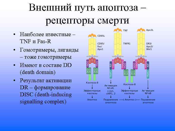 Путь рецептора