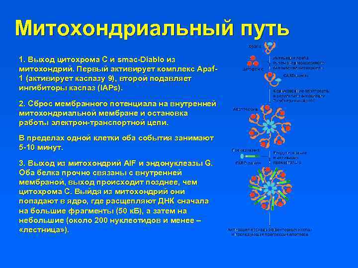 Митохондриальный путь 1. Выход цитохрома С и smac-Diablo из митохондрий. Первый активирует комплекс Apaf