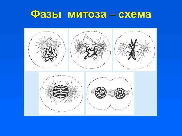 Профаза митоза рисунок