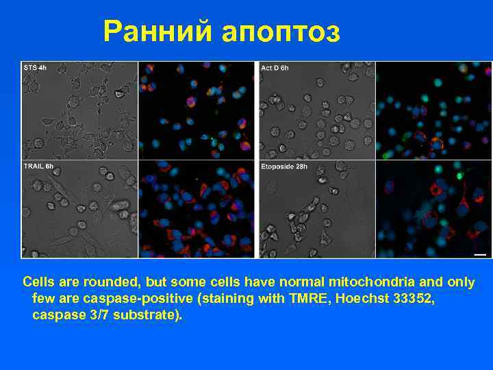 Ранний апоптоз Cells are rounded, but some cells have normal mitochondria and only few
