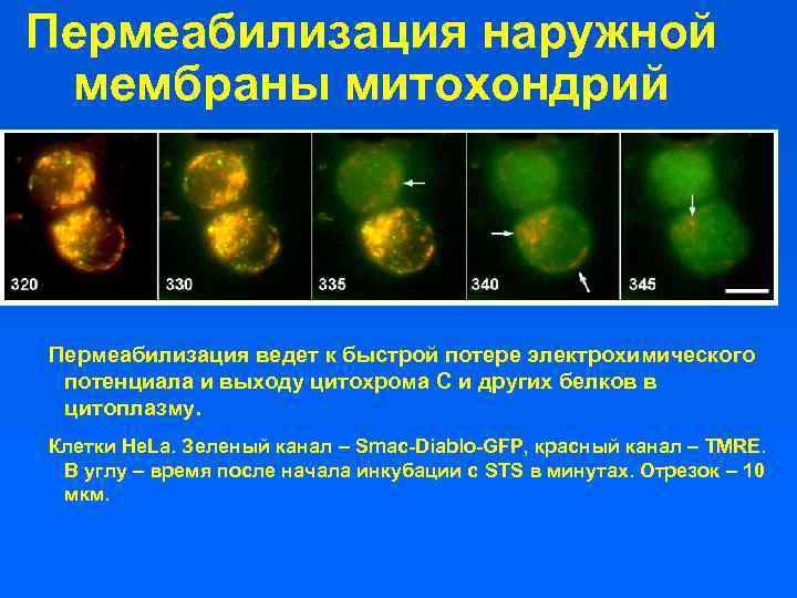 Пермеабилизация наружной мембраны митохондрий Пермеабилизация ведет к быстрой потере электрохимического потенциала и выходу цитохрома