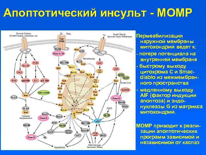 Апоптотический инсульт - MOMP Пермеабилизация наружной мембраны митохондрий ведет к: - потере потенциала на