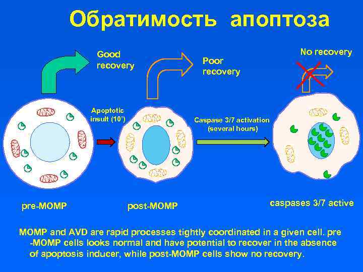 Обратимость апоптоза Good recovery Apoptotic insult (10’) pre-MOMP Poor recovery No recovery Caspase 3/7