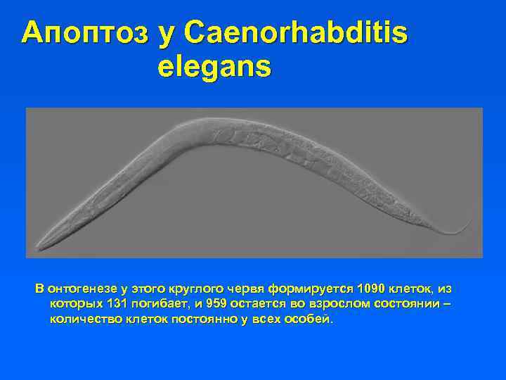 Апоптоз y Caenorhabditis elegans В онтогенезе у этого круглого червя формируется 1090 клеток, из