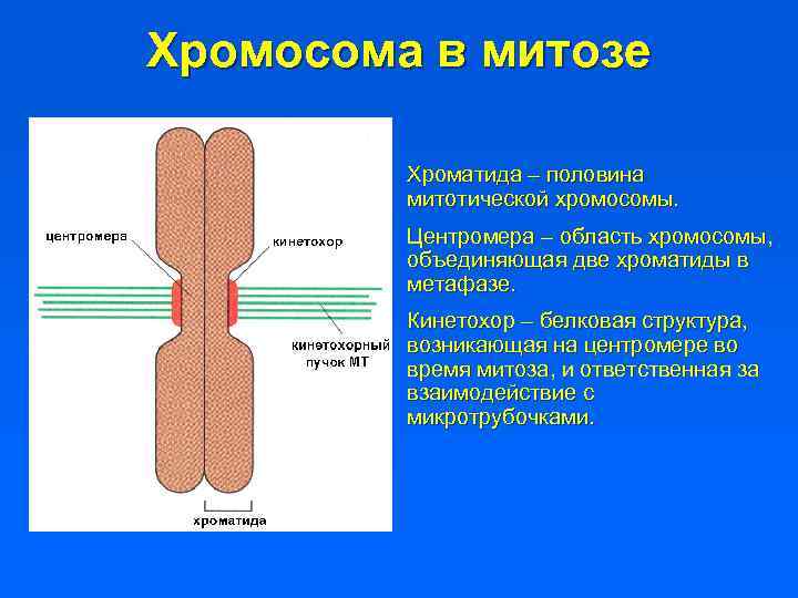 Митотические хромосомы. Кинетохор и центромера. Кинетохор хромосомы. Центромеры строение и функции.